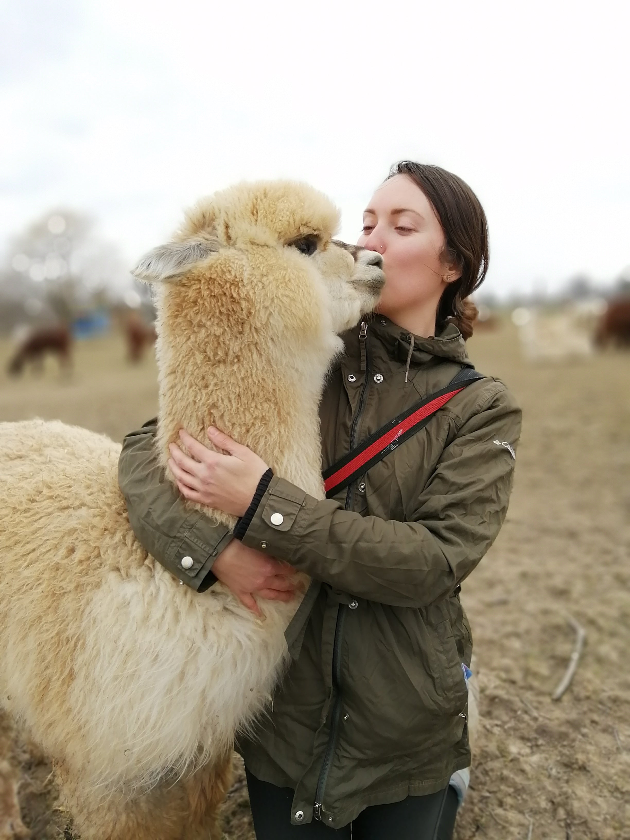 Alpaca farmer bends down to hug baby alpaca in field