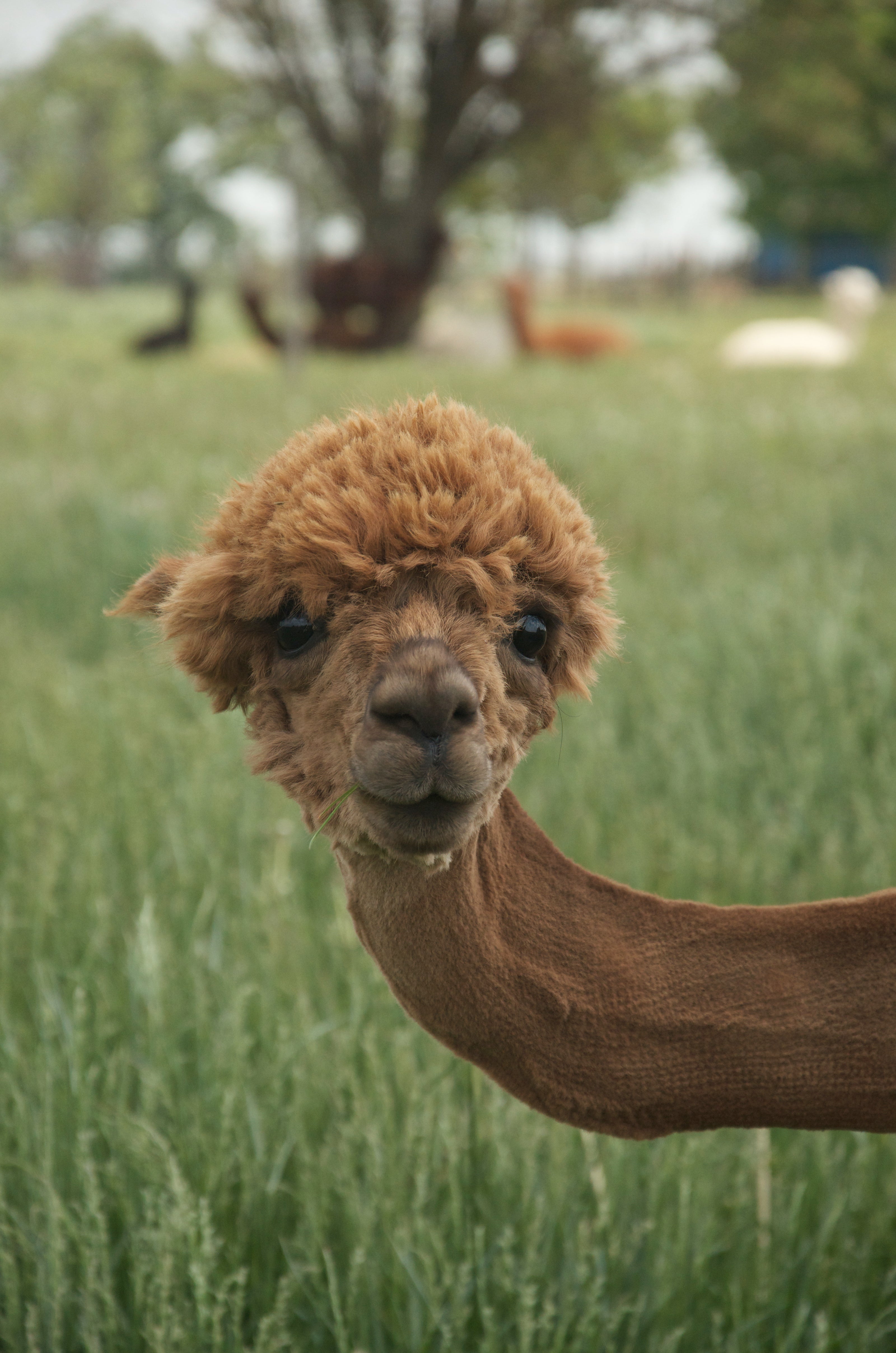 Alpaca looks towards camera while eating grass in pasture